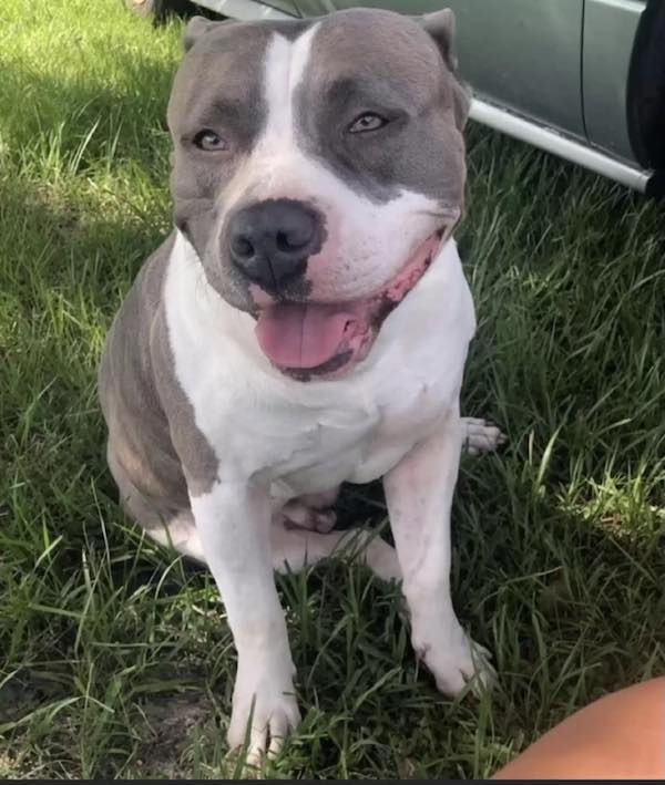 lost dog reunites with family in florida