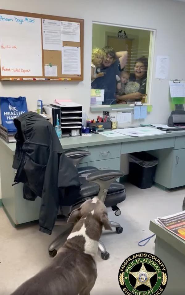 lost dog reunites with family