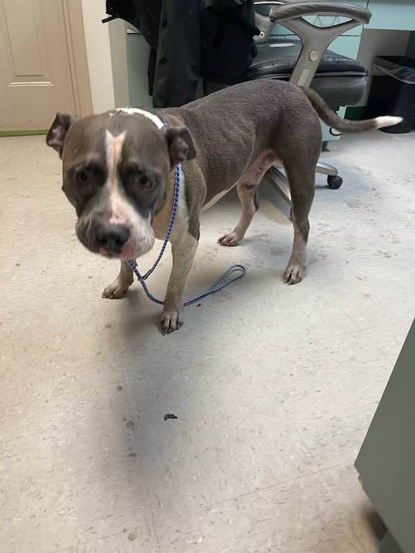 lost dog reunites with family in florida