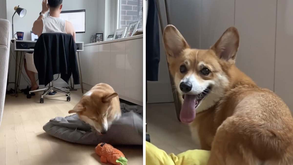 Question: what toys or puzzles help occupy your corgis during the day while  you're working from home? : r/corgi