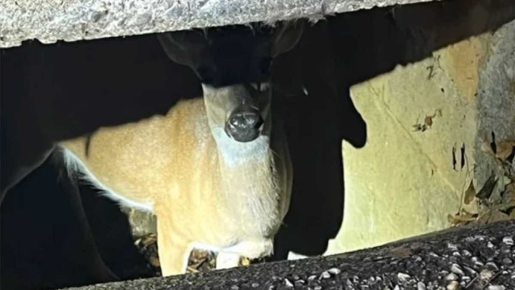 deer stuck in sewer