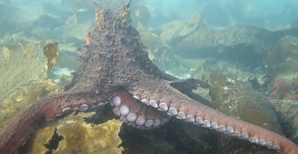 octopus gives diver a hug