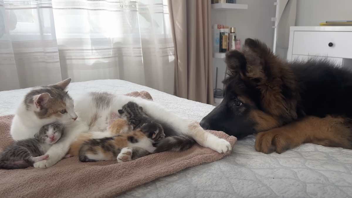 German Shepherd Puppy Meets Cat's Newborn Kittens for the First Time