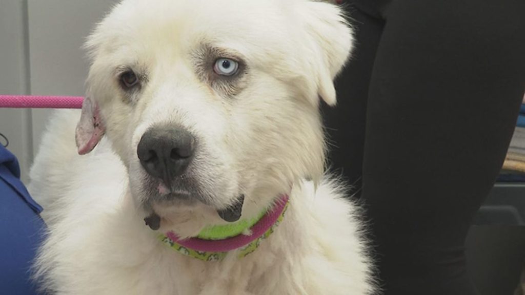 livestock guardian dog fights off 10 coyotes