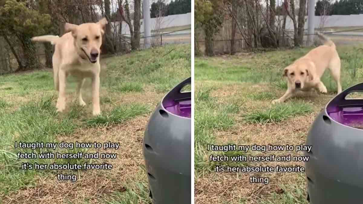 dog plays fetch with himself