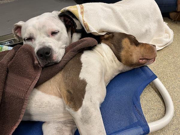 Heart and Soul at Stray Rescue of St. Louis