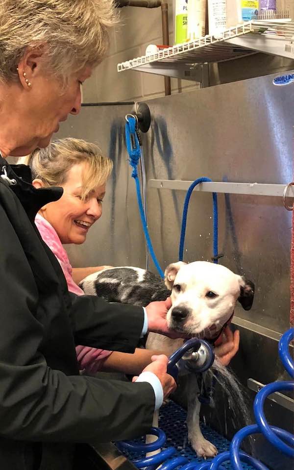 Heart at Stray Rescue of St. Louis