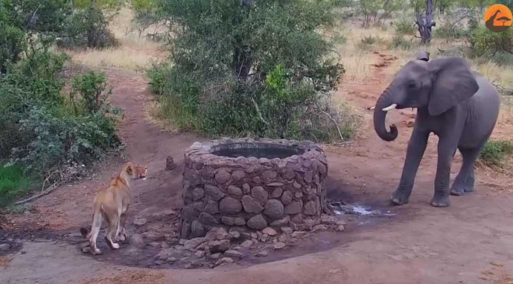lion and elephant at well