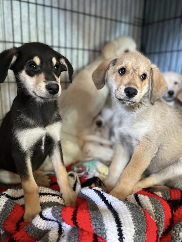 Rescuers Find Litter of 11 Puppies All Alone in Basement