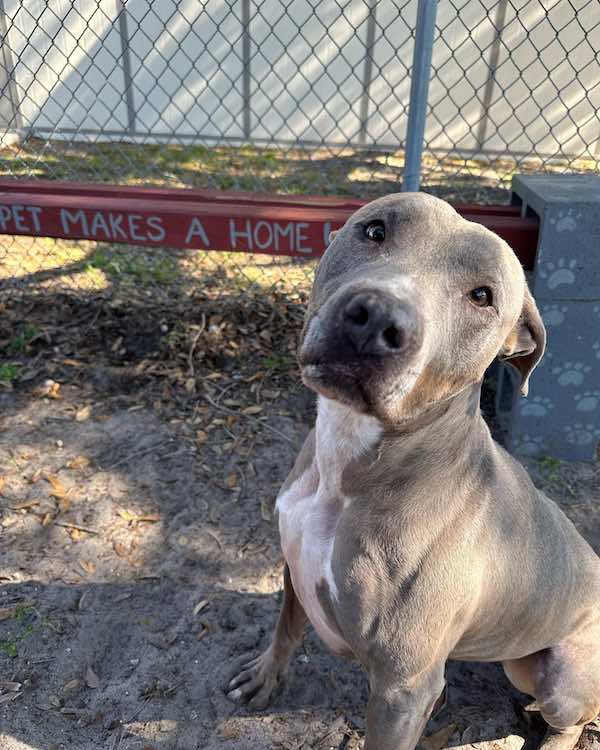 Shelter Dog Spends Whole Year Watching People Walk By Her Kennel