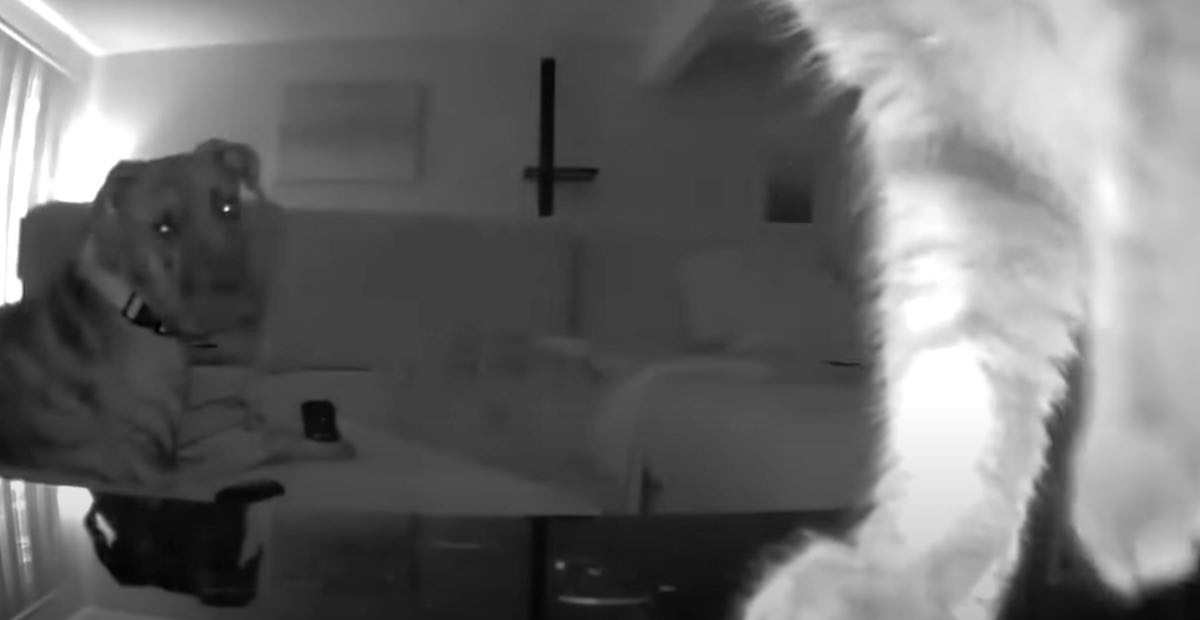 Cat Moves Security Camera And Films Naughty Dog Chewing On TV Remote