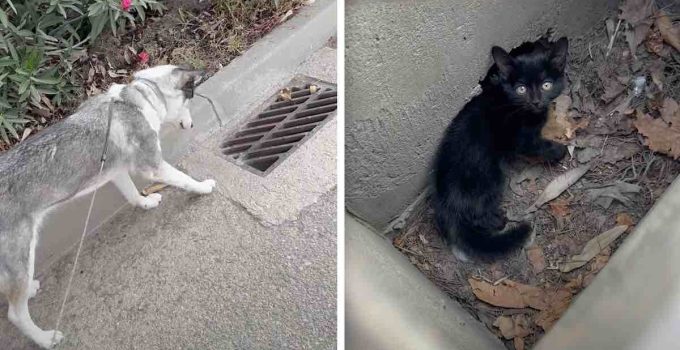 Troopers save adorable kitten stuck behind police car's grille