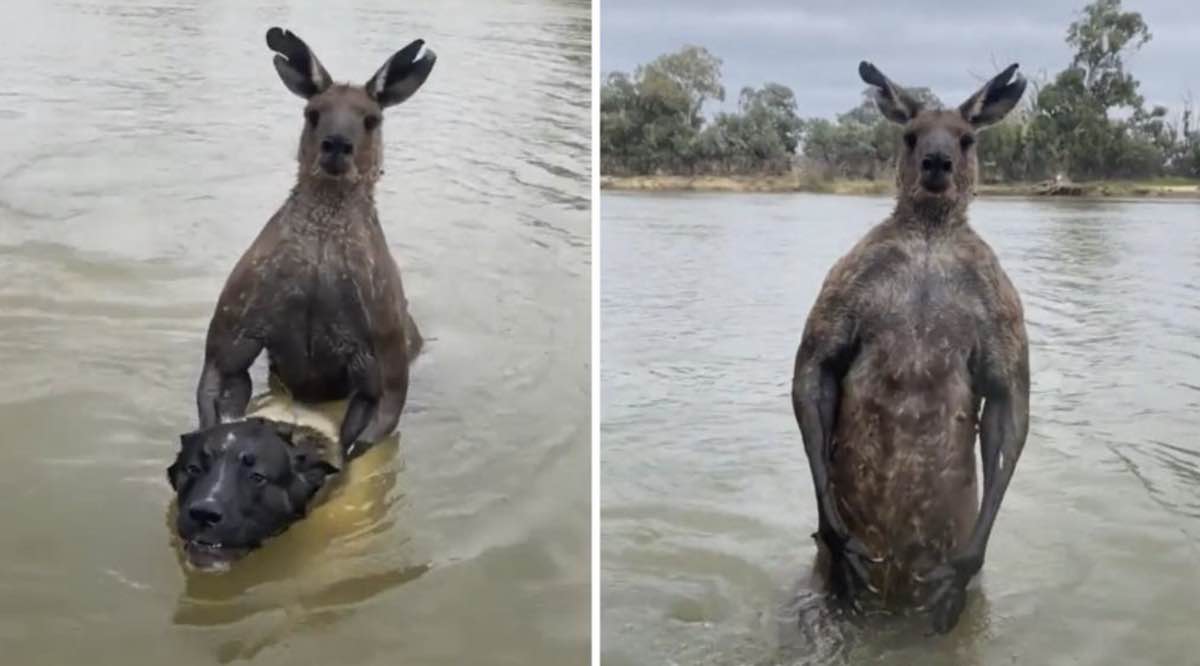 Man Confronts Wild Kangaroo Holding His Dog Underwater