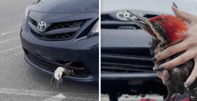 Troopers save adorable kitten stuck behind police car's grille