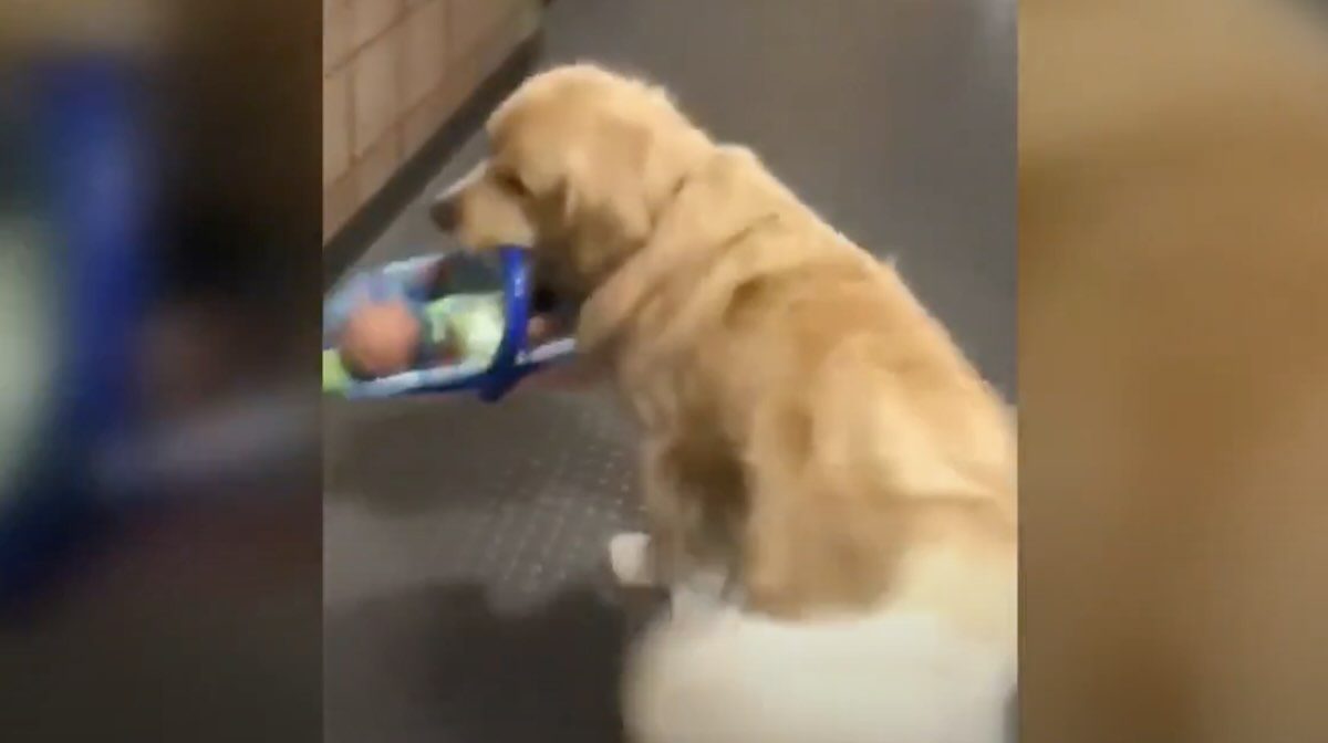 Fluffy Thief Caught 'Red Handed' Stealing Donated Toys From Police