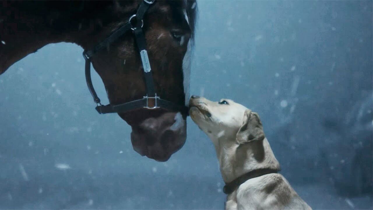 Budweiser Clydesdales And Dog Come To The Rescue In This Year's Super