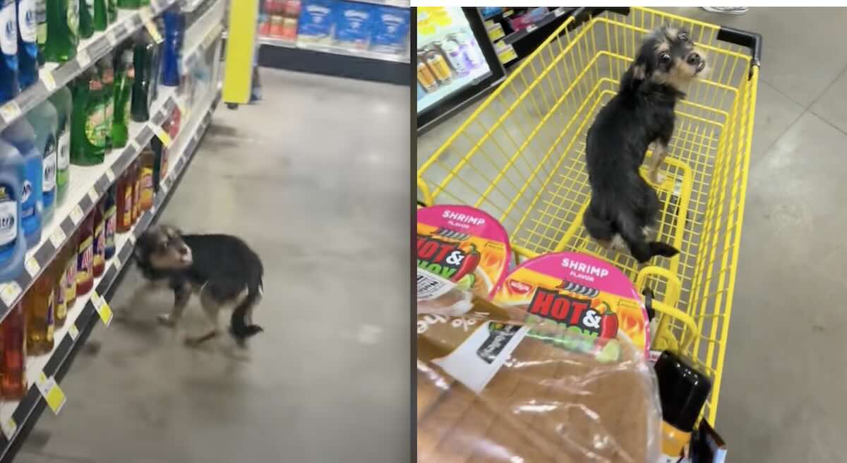 Dollar clearance general dog