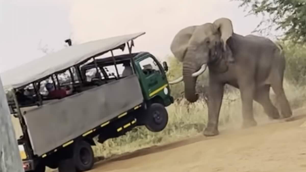 Bull Elephant Nearly Flips Safari Truck With Tourists Inside