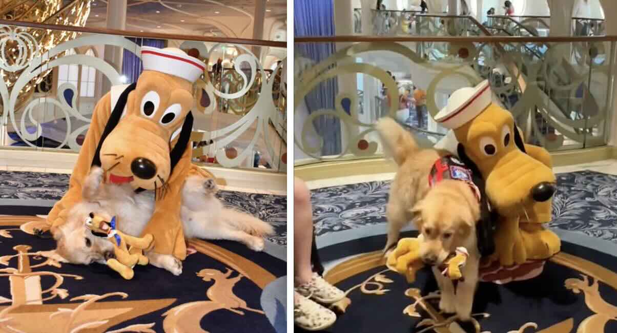 Service Dog Brings Toy Pluto Over To His Favorite Disney Character In ...