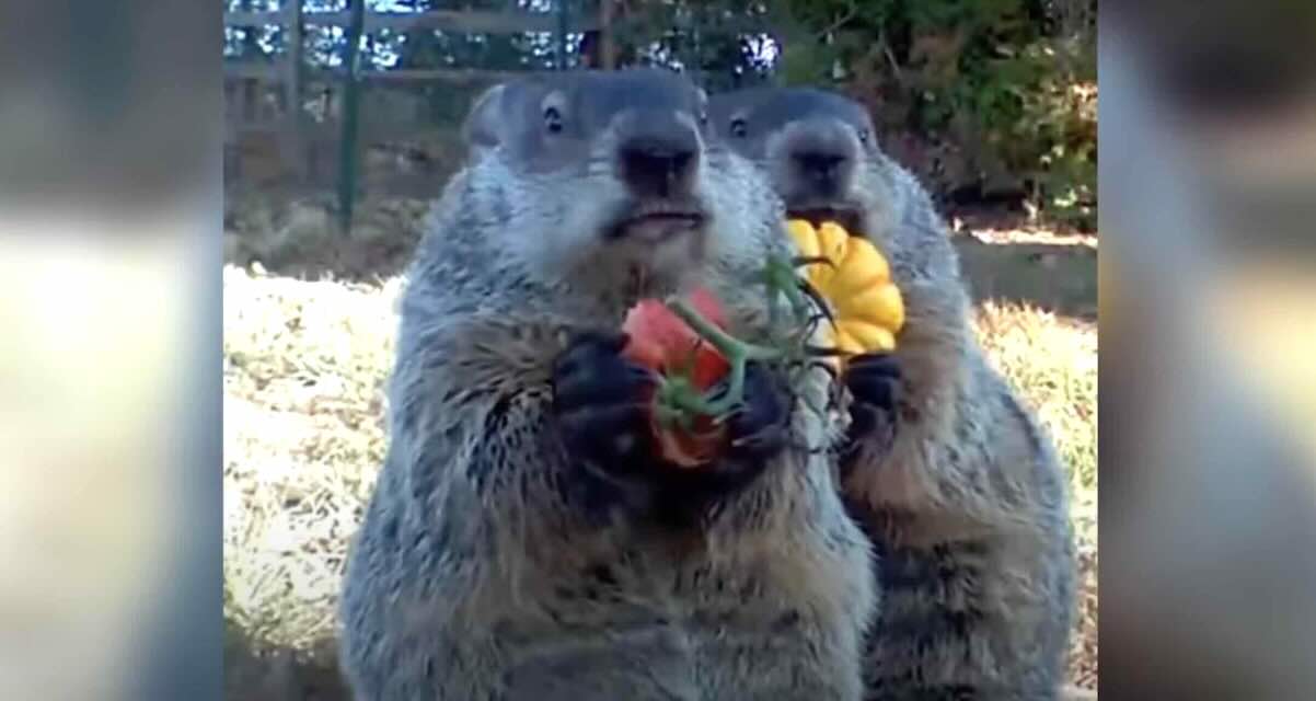 Groundhog Caught Munching On Vegetables From Man's Garden Ends Up