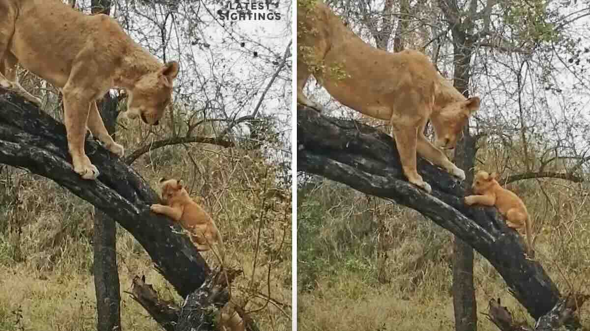 Lioness Tenderly Teaches Tiny Cubs To Climb Tree In Sweet Video