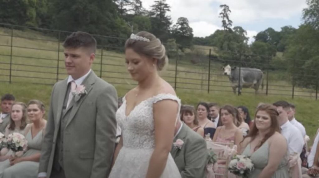 cow interrupts wedding