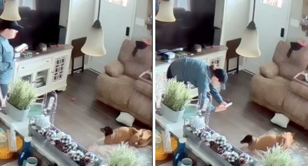 dachshund found in sweatshirt