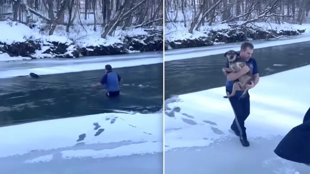 lost dog rescued from freezing river by stranger