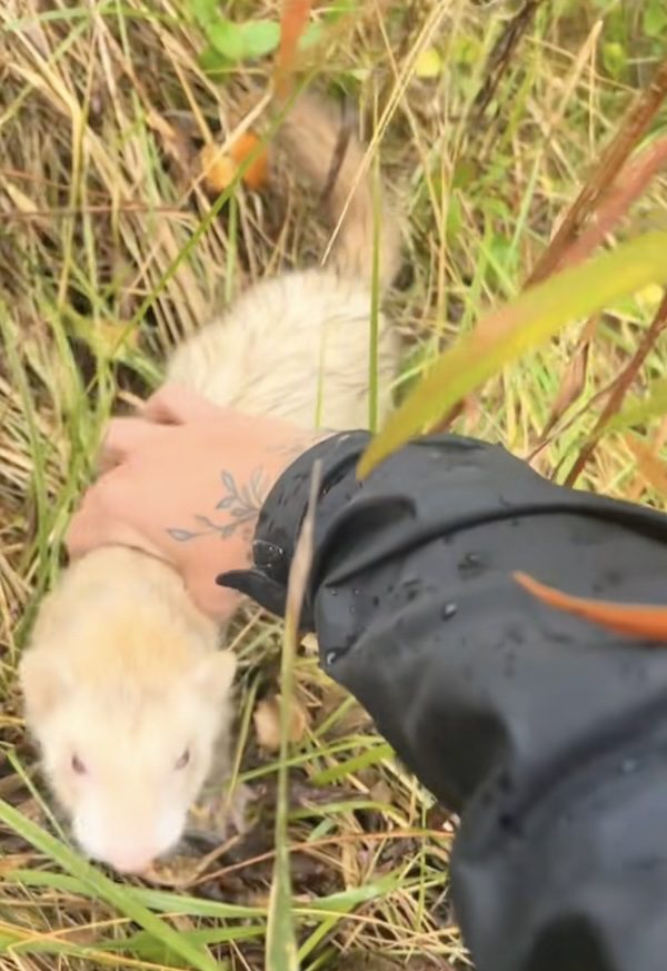 dumped ferret rescued