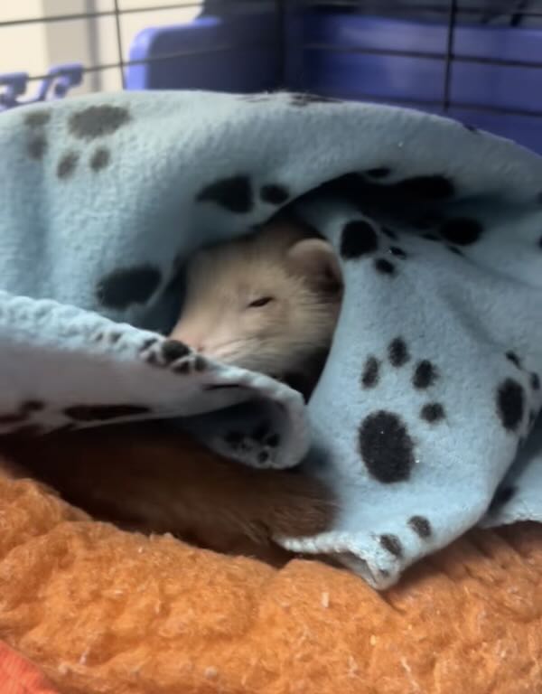 ferret rescued