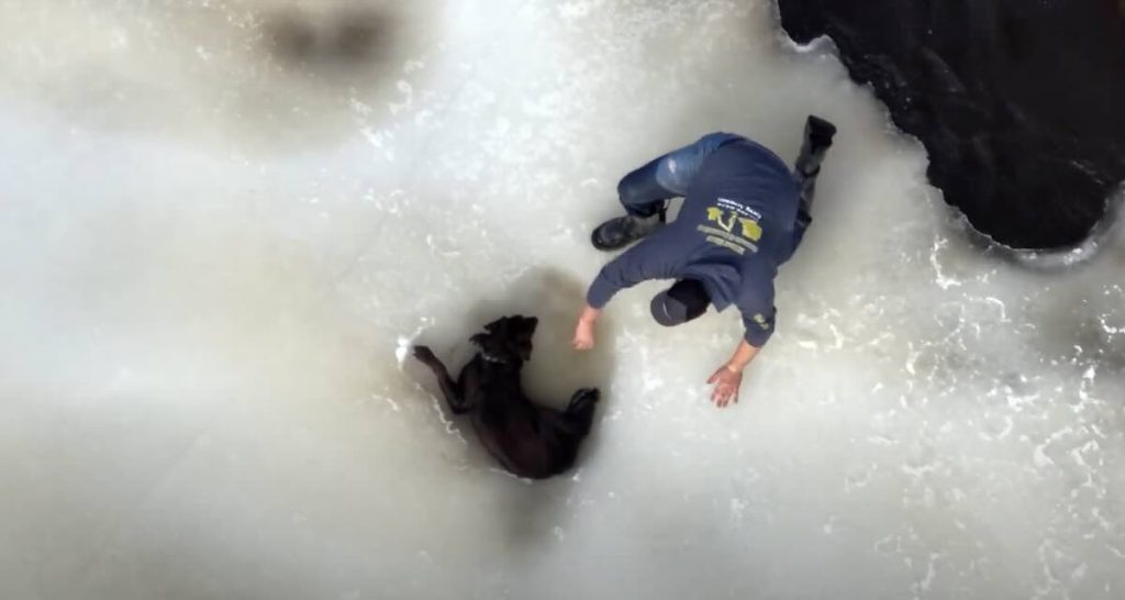 dog rescued from icy river