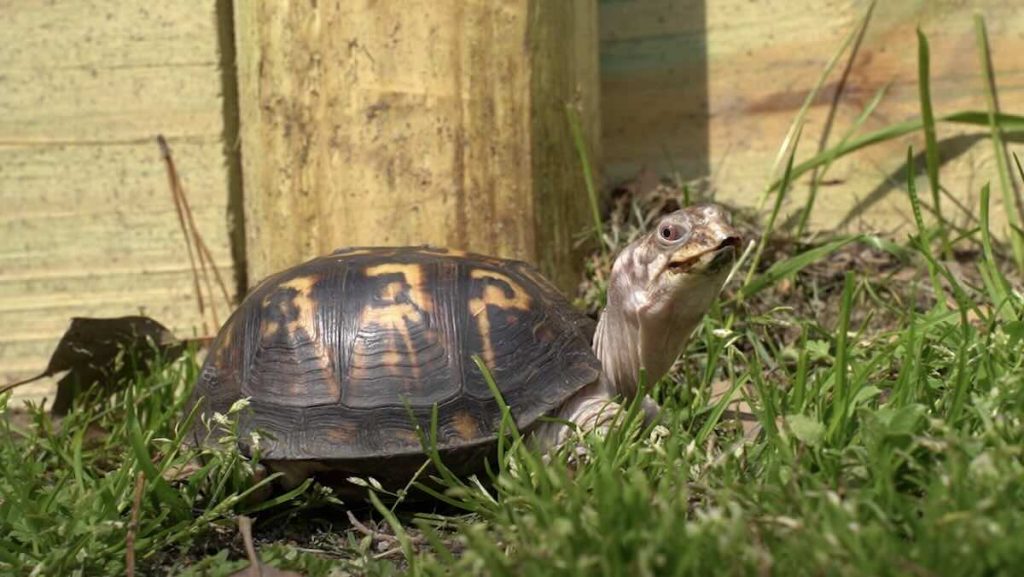 Rockalina the eastern box turtle