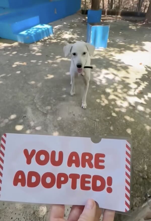 bianca the dog adopted