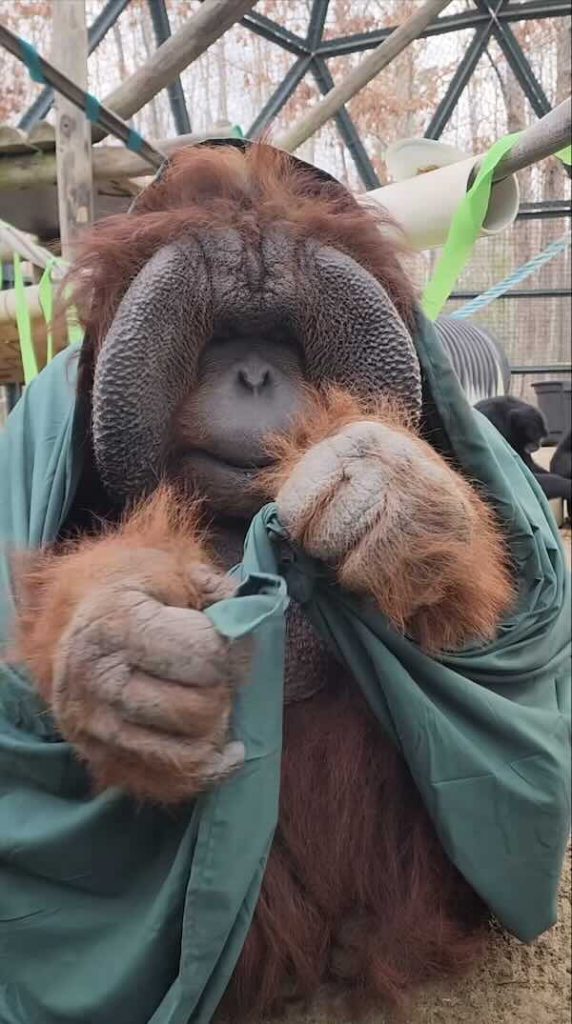 Patrick the orangutan ties a knot at Metro Zoo