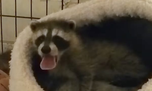 Baby raccoon rescued