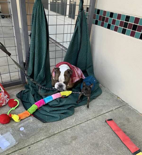 Rome the bulldog left outside of APA! shelter