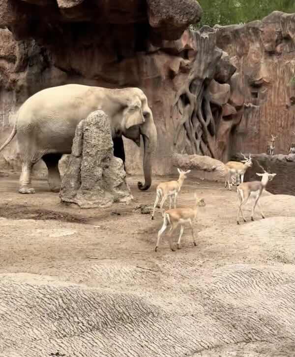 Screenshot of elephant at zoo