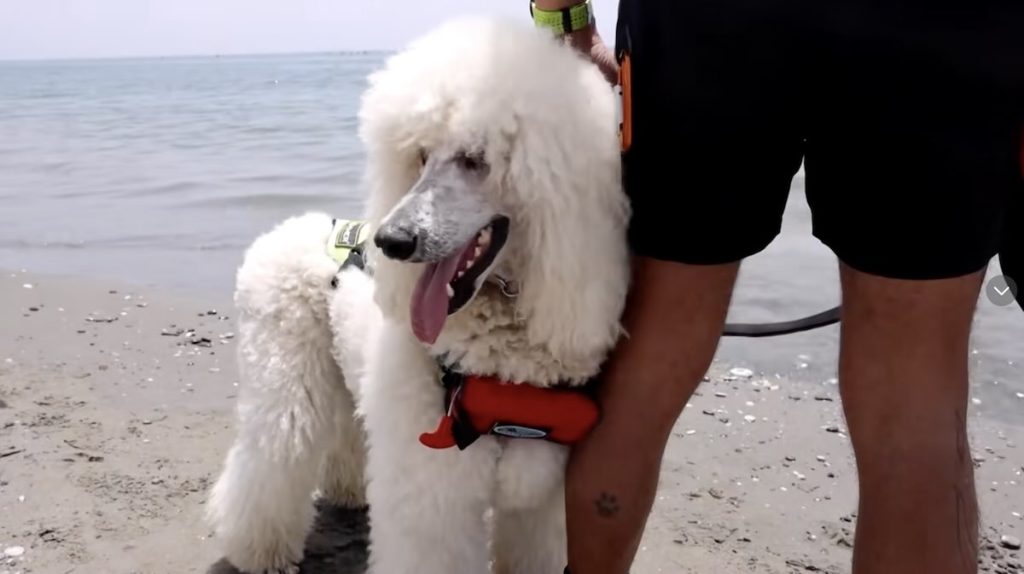 poodle is lifeguard in Spain