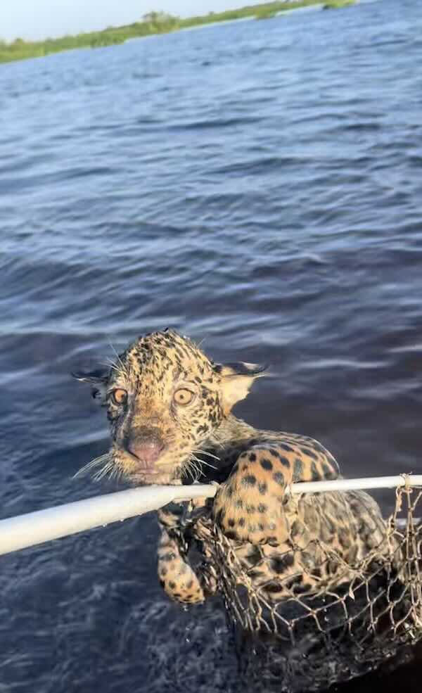 jaguar cub in fishing net being rescued