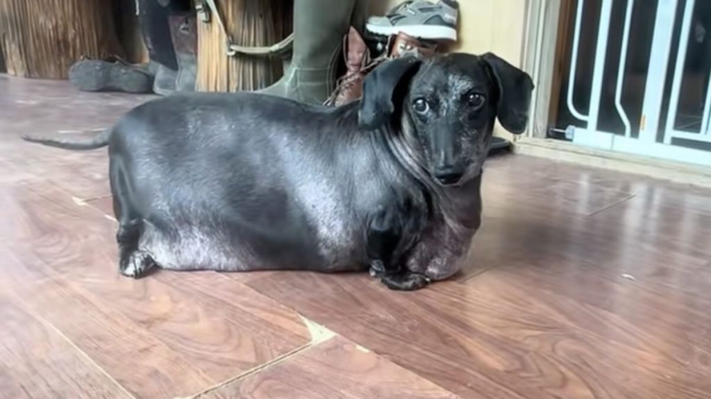 Frank the Tank dachshund