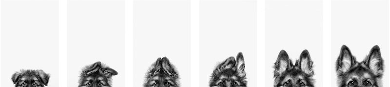 Belinda Richards / Dog Photographer of the Year