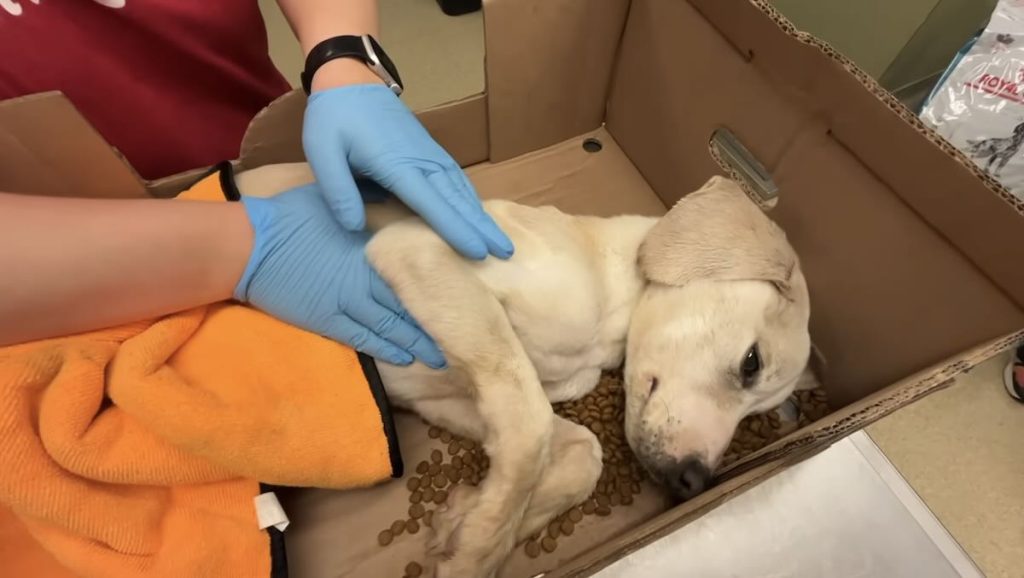 freezing dog Renlo rescued