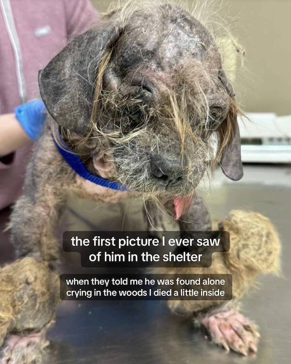 Freddy when he was first found 
